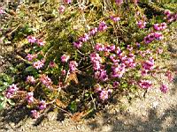 Bruyere couleur de chair - Erica herbacea - Erica Carnea (cv Aurea) (fam Ericacees) (01) (Photo F. Mrugala)